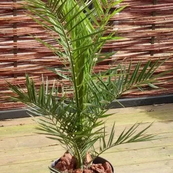 Fønix palme
